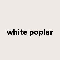 white poplar是什么意思
