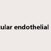 vascular endothelial cells是什么意思