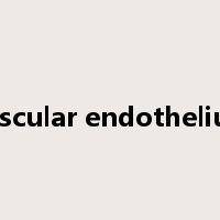 Vascular endothelium是什么意思