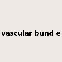 vascular bundle是什么意思