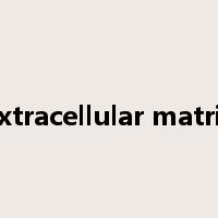 extracellular matrix是什么意思