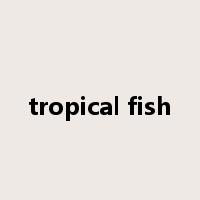 tropical fish是什么意思