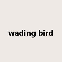 wading bird是什么意思