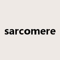 sarcomere是什么意思