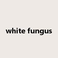 white fungus是什么意思