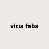 vicia faba是什么意思
