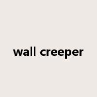 wall creeper是什么意思