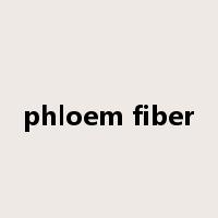 phloem fiber是什么意思
