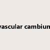 vascular cambium是什么意思
