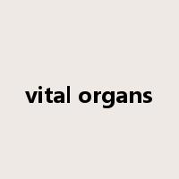 vital organs是什么意思
