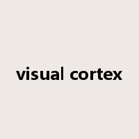 visual cortex是什么意思