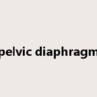 pelvic diaphragm是什么意思