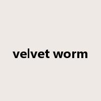 velvet worm是什么意思