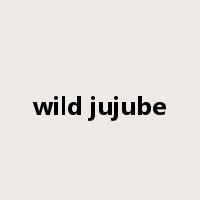 wild jujube是什么意思