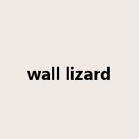 wall lizard是什么意思