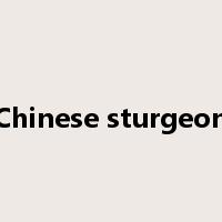 Chinese sturgeon是什么意思
