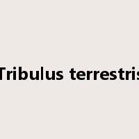 Tribulus terrestris是什么意思