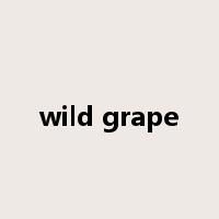 wild grape是什么意思