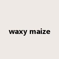 waxy maize是什么意思