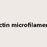 actin microfilament是什么意思