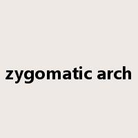 zygomatic arch是什么意思