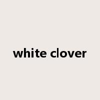 white clover是什么意思