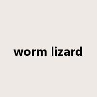 worm lizard是什么意思