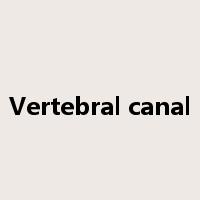 Vertebral canal是什么意思