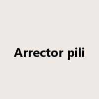 Arrector pili是什么意思