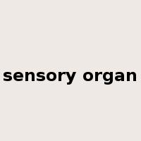 sensory organ是什么意思