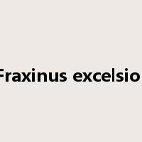 Fraxinus excelsior是什么意思