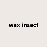 wax insect是什么意思