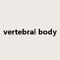 vertebral body是什么意思