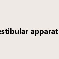 vestibular apparatus是什么意思