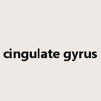 cingulate gyrus是什么意思