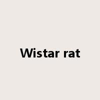 Wistar rat是什么意思
