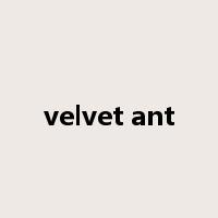 velvet ant是什么意思