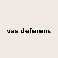 vas deferens是什么意思