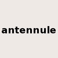 antennule是什么意思