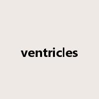 ventricles是什么意思