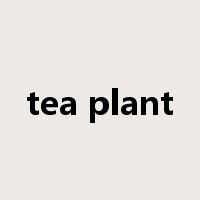 tea plant是什么意思