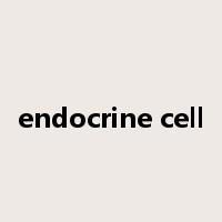 endocrine cell是什么意思