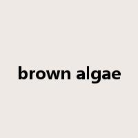 brown algae是什么意思