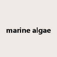 marine algae是什么意思