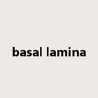 basal lamina是什么意思