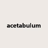 acetabulum是什么意思