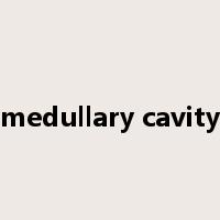 medullary cavity是什么意思