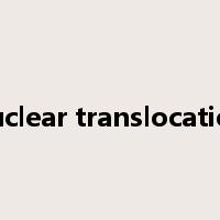 nuclear translocation是什么意思