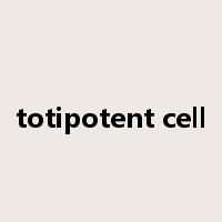 totipotent cell是什么意思