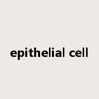 epithelial cell是什么意思